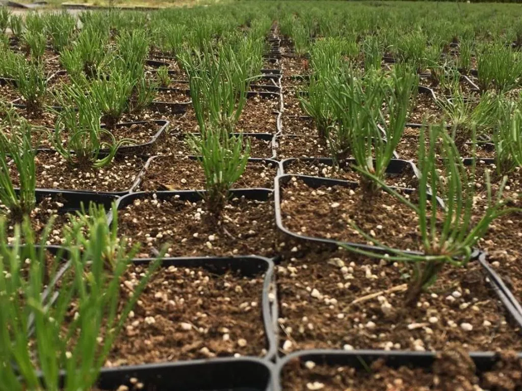 Pohľad z škôlky Marcinków 9